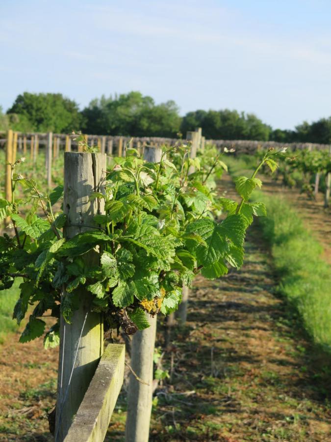 *New* Hartest Vineyard 2 Bed Cottage With Parking Exterior photo